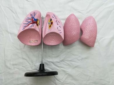 生物教学器材实物图