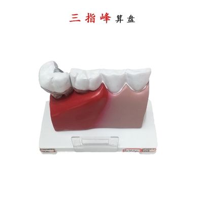 牙齿模型 口腔模型 可拆牙齿解剖模型牙科模型教学模型
