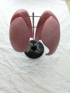 LQM肺解剖模型详情1
