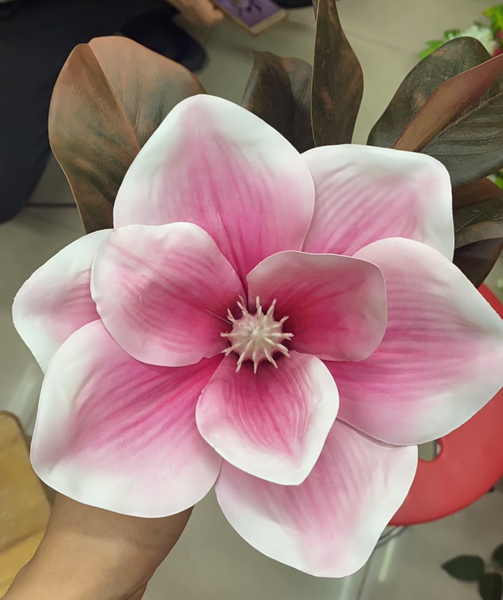 Magnolia
