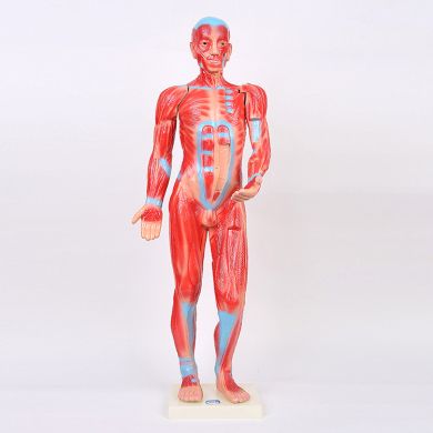 Anatomy and Assembly of human bone model Biology class for medical use thumbnail