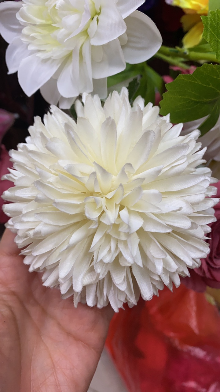 Ball chrysanthemum
