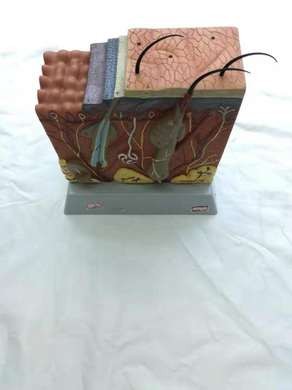 LQM皮肤结构中号详情2
