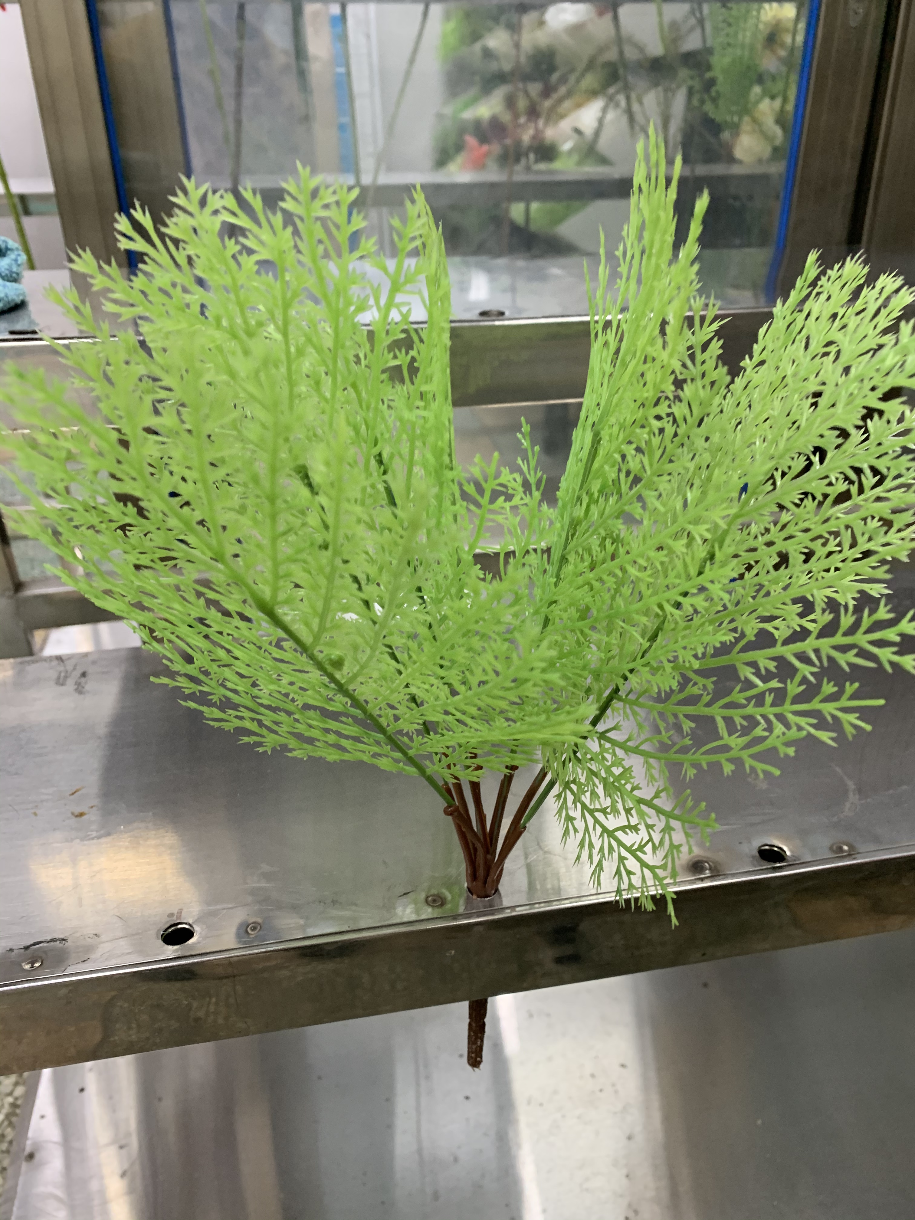 Peacock flower Application Scenario