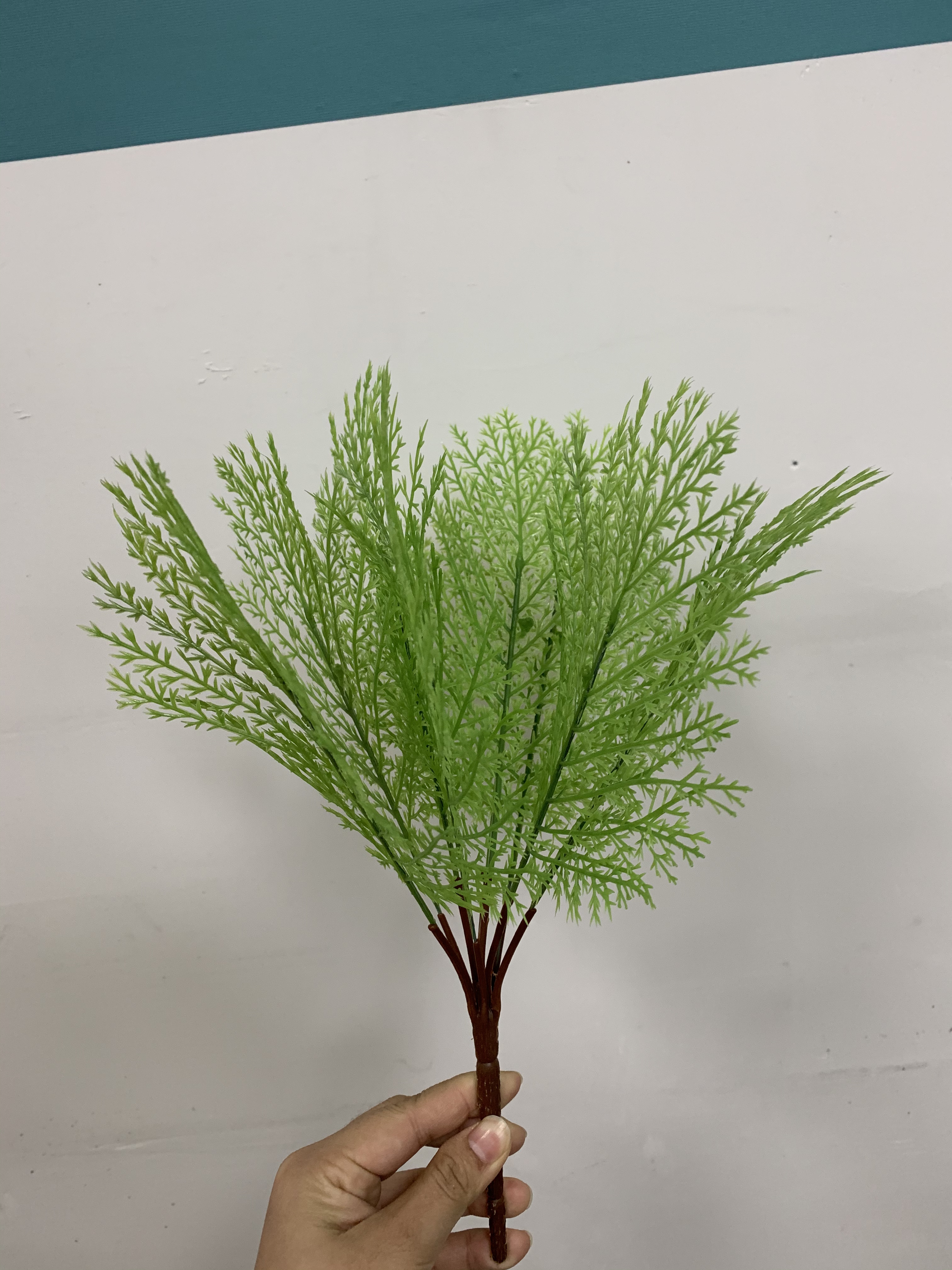 Peacock flower Item Picture