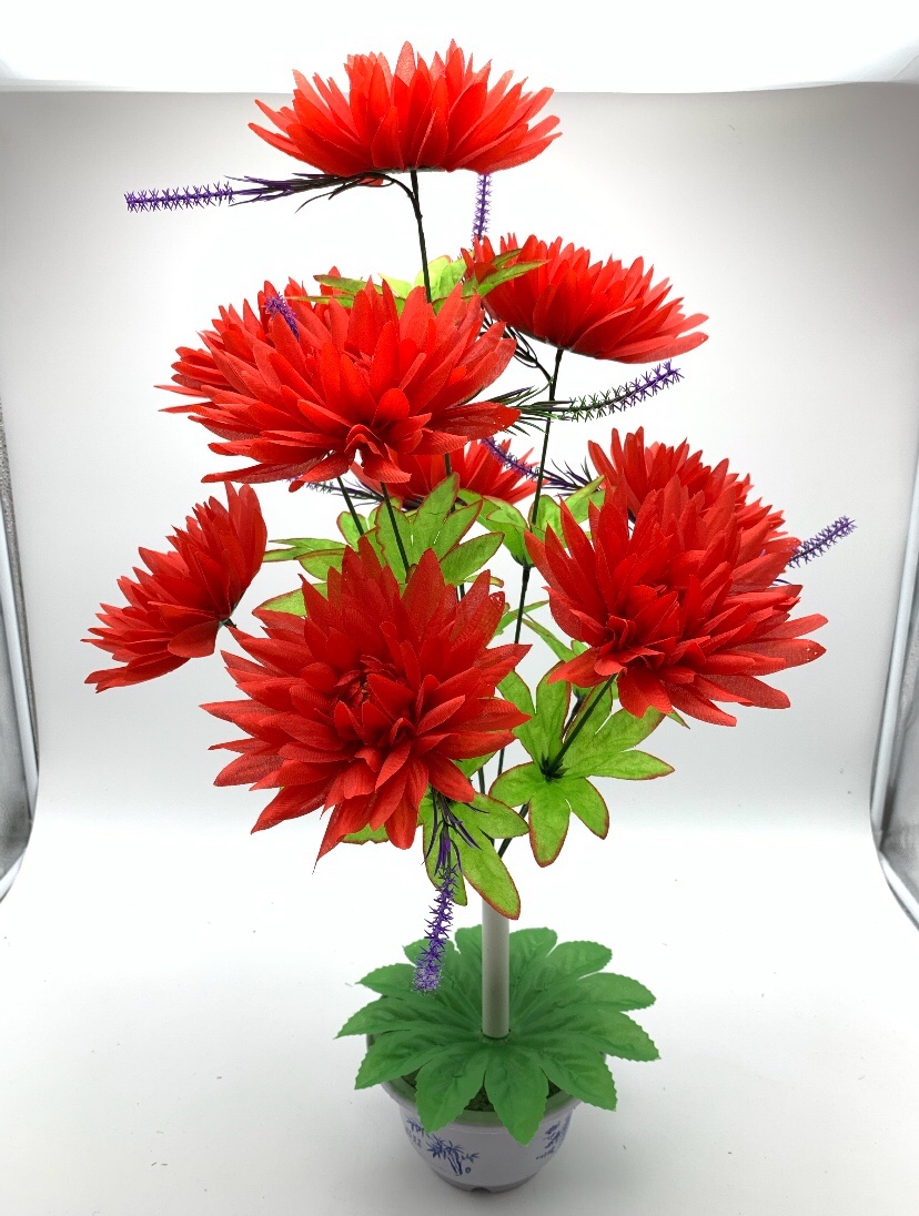 Large-needle chrysanthemum