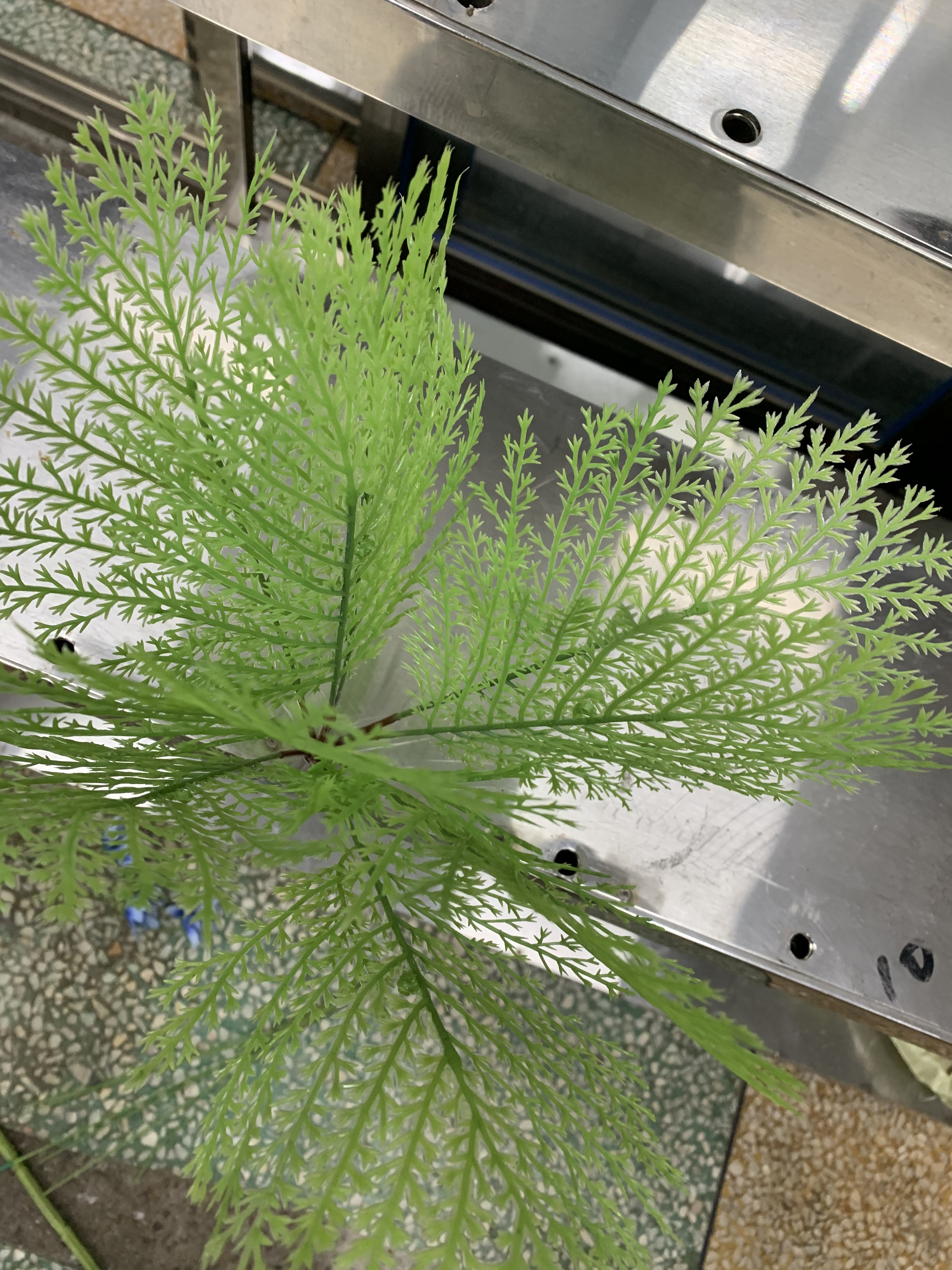 Peacock flower Specification image