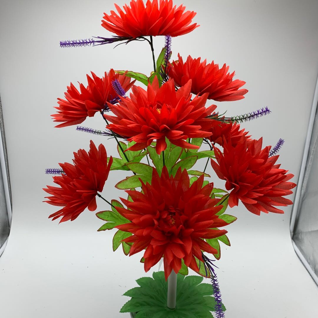 Large-needle chrysanthemum Application Scenario