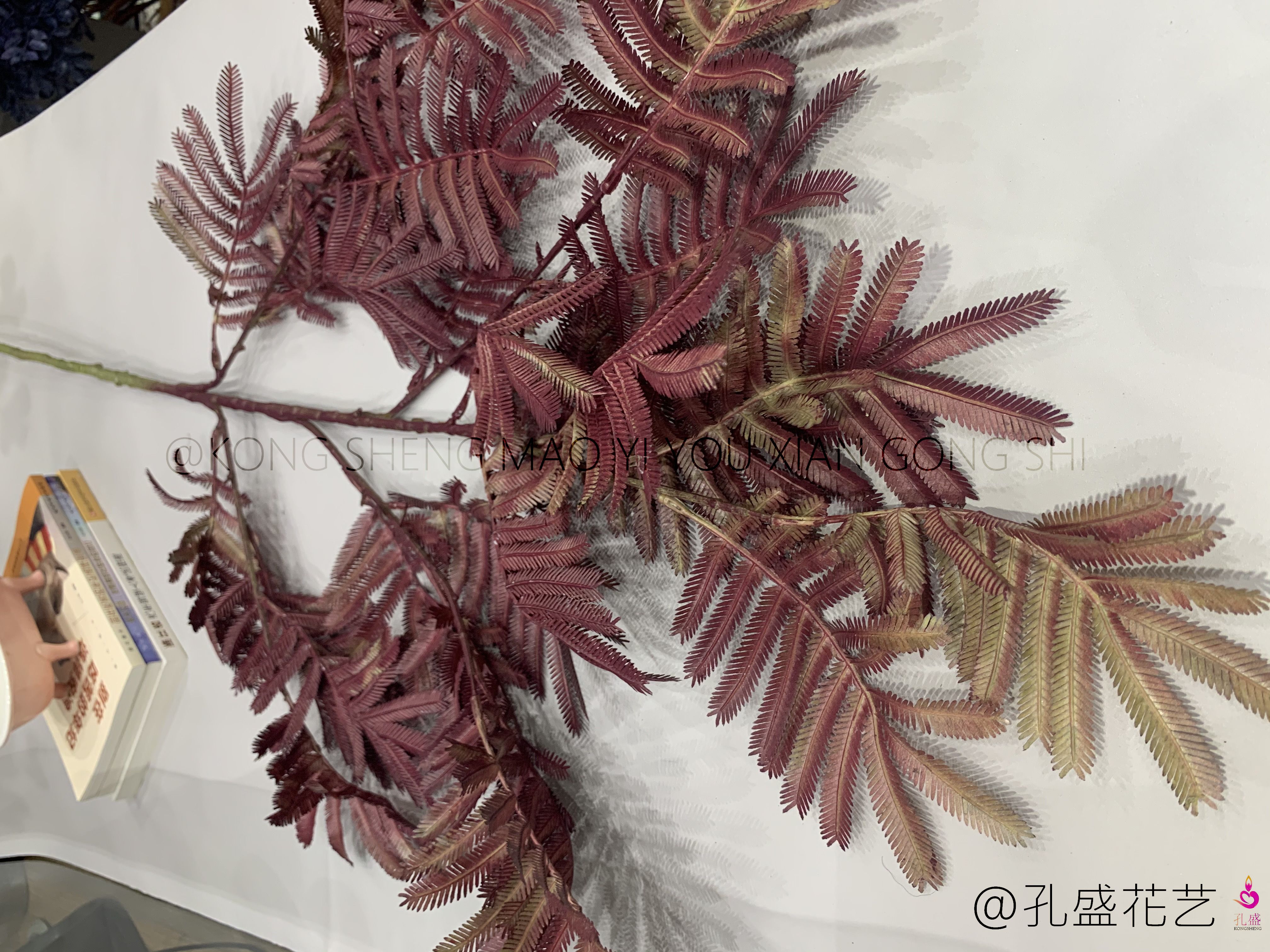 Big Bauhinia leaf details Picture
