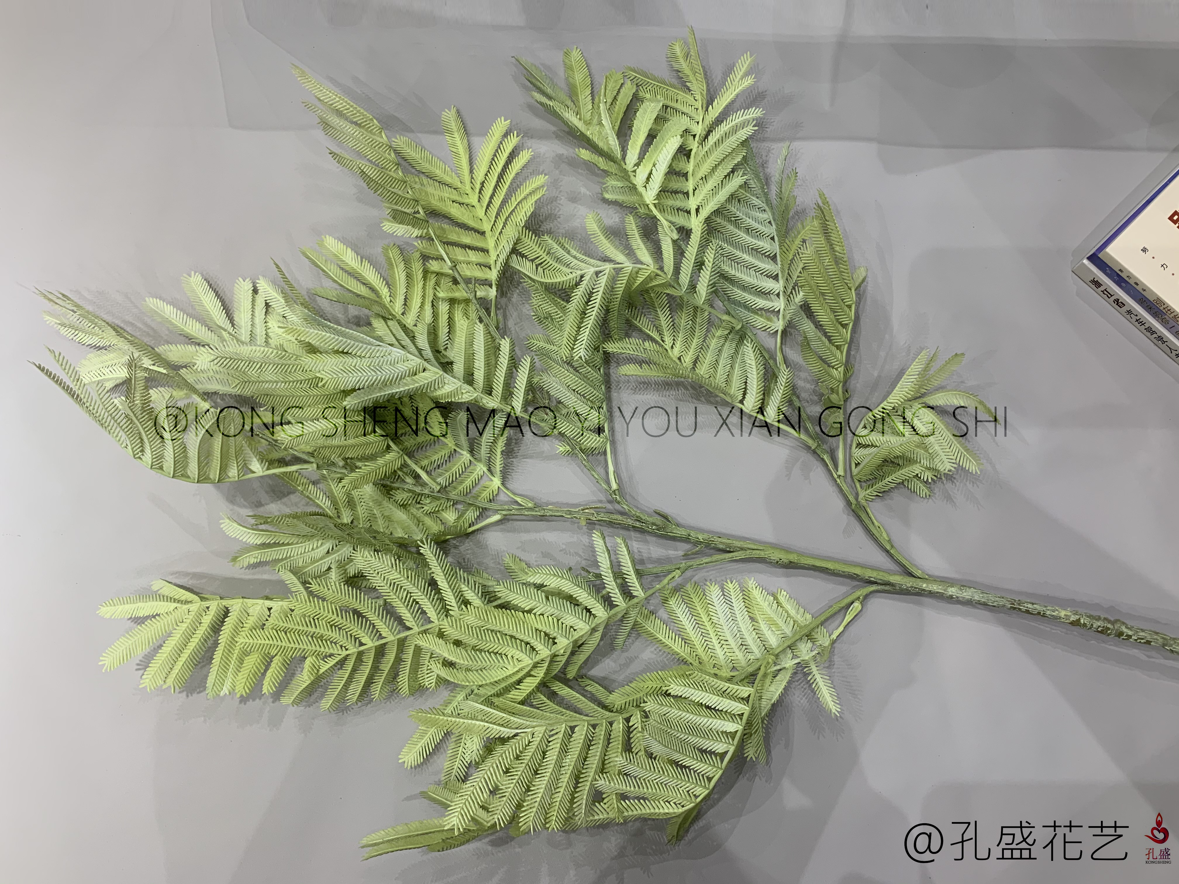 Big Bauhinia leaf detail image 9