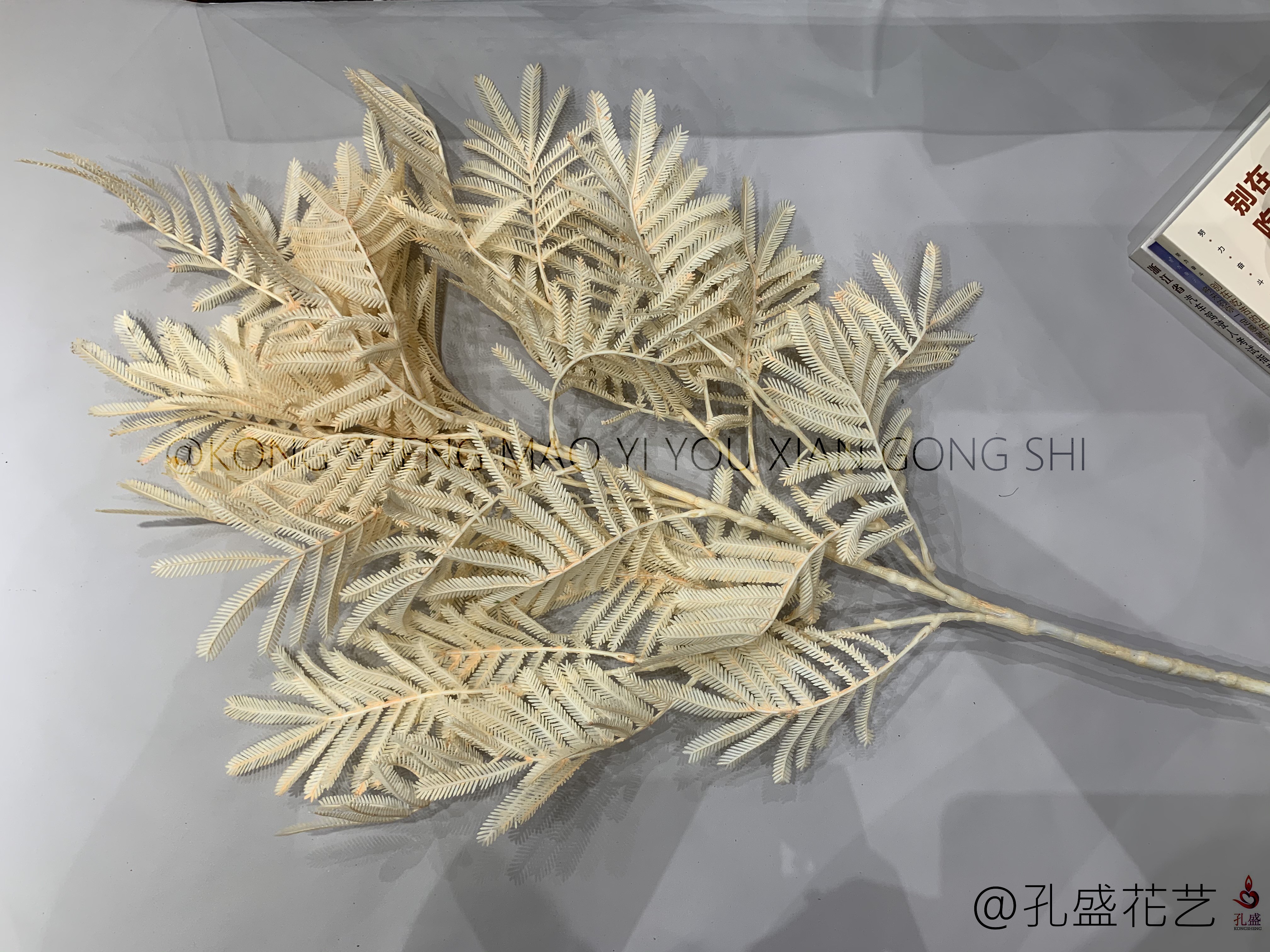 Big Bauhinia leaf detail image 6