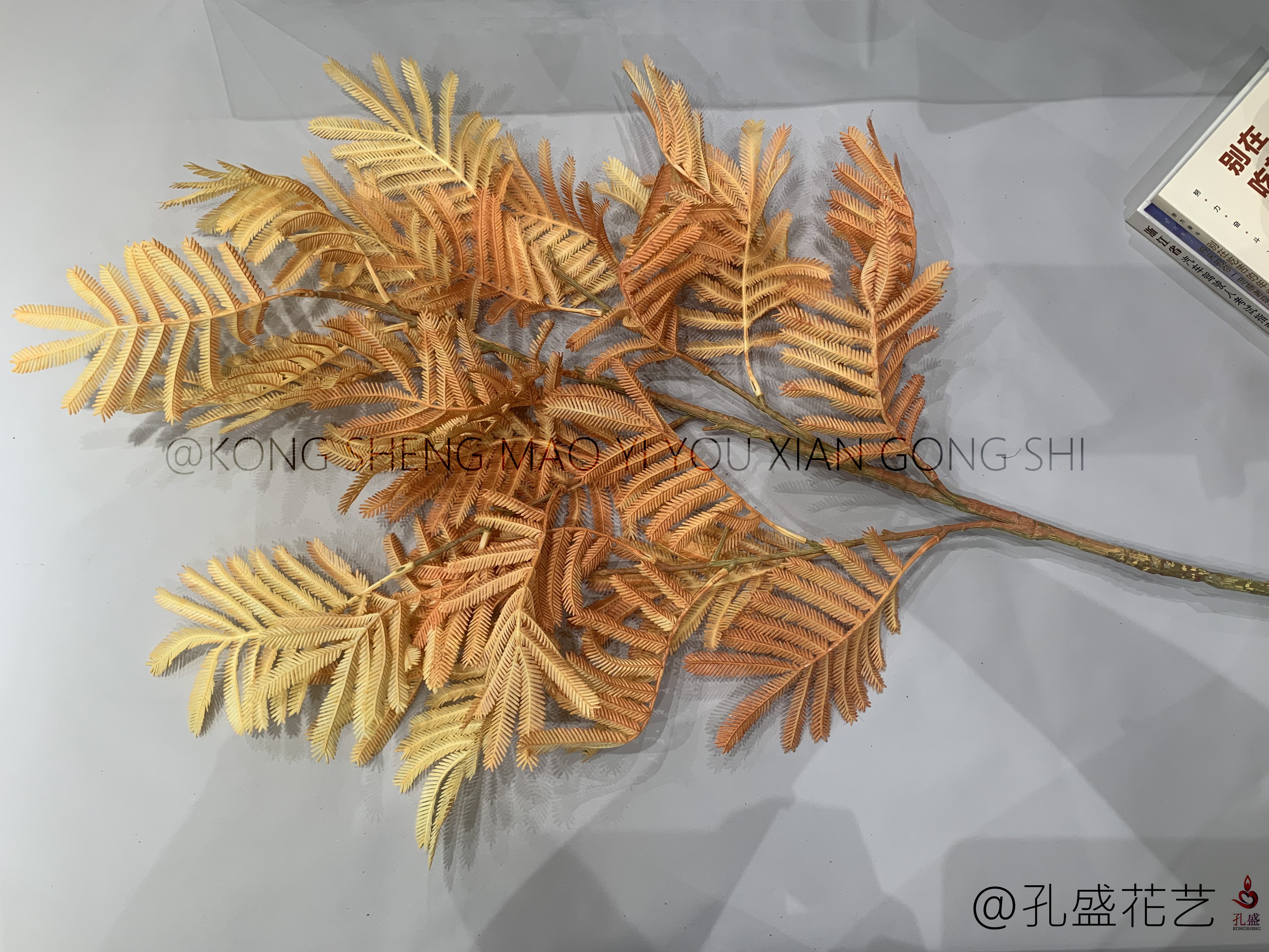 Big Bauhinia leaf detail image 7