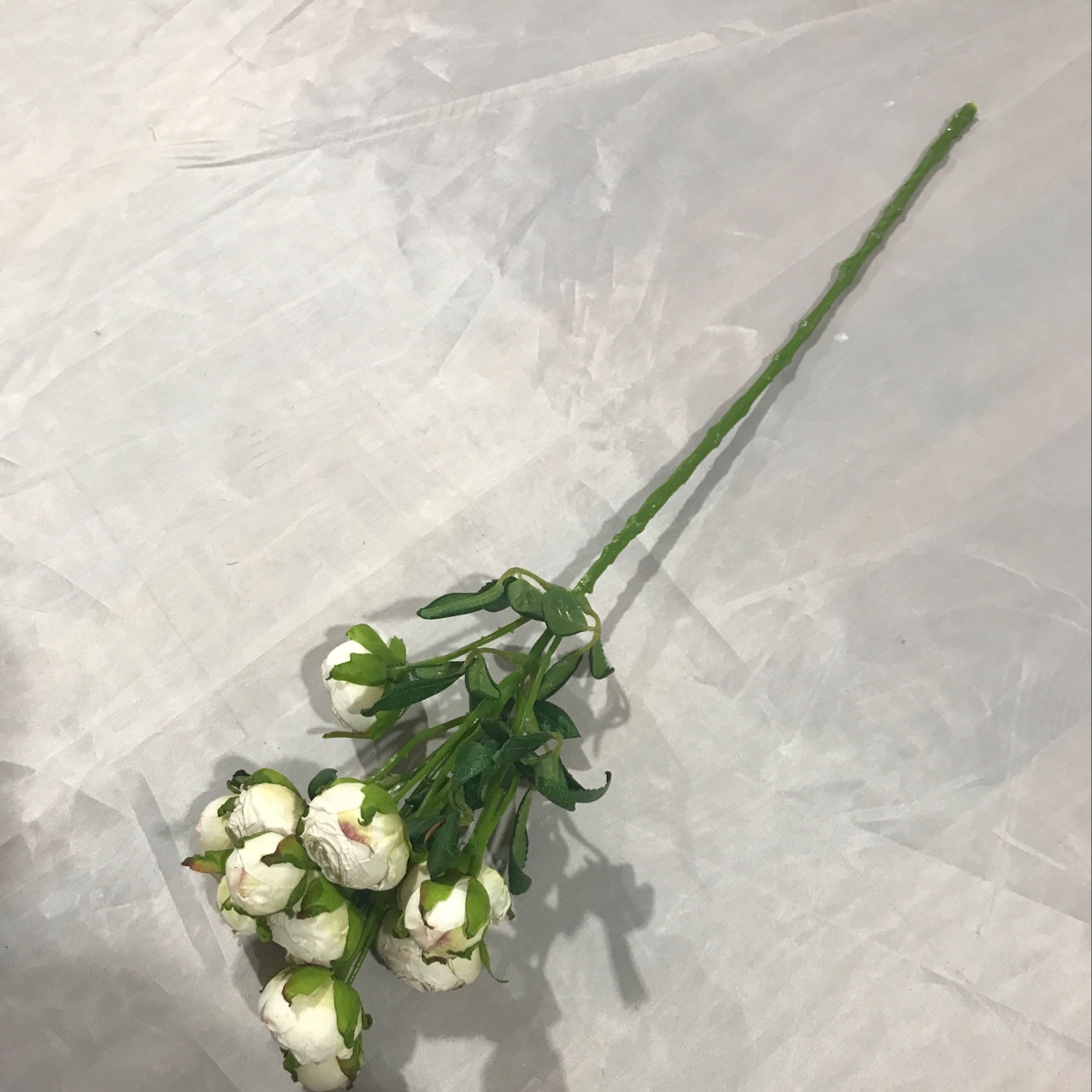 Thirteen single small roses details Picture
