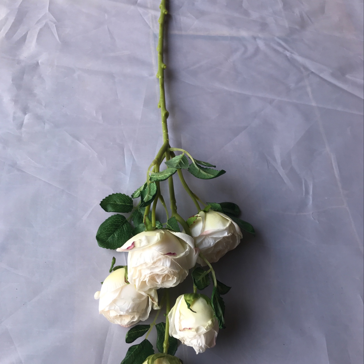 Five single roses