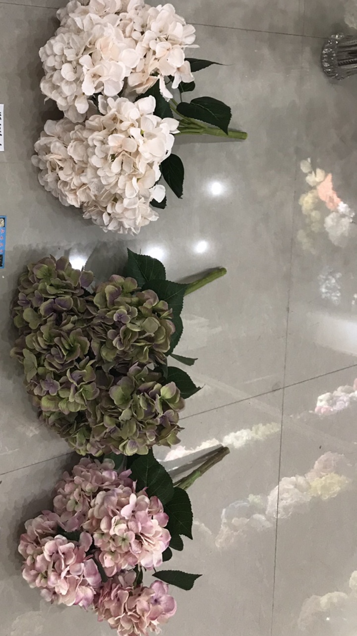Seven new hydrangeas