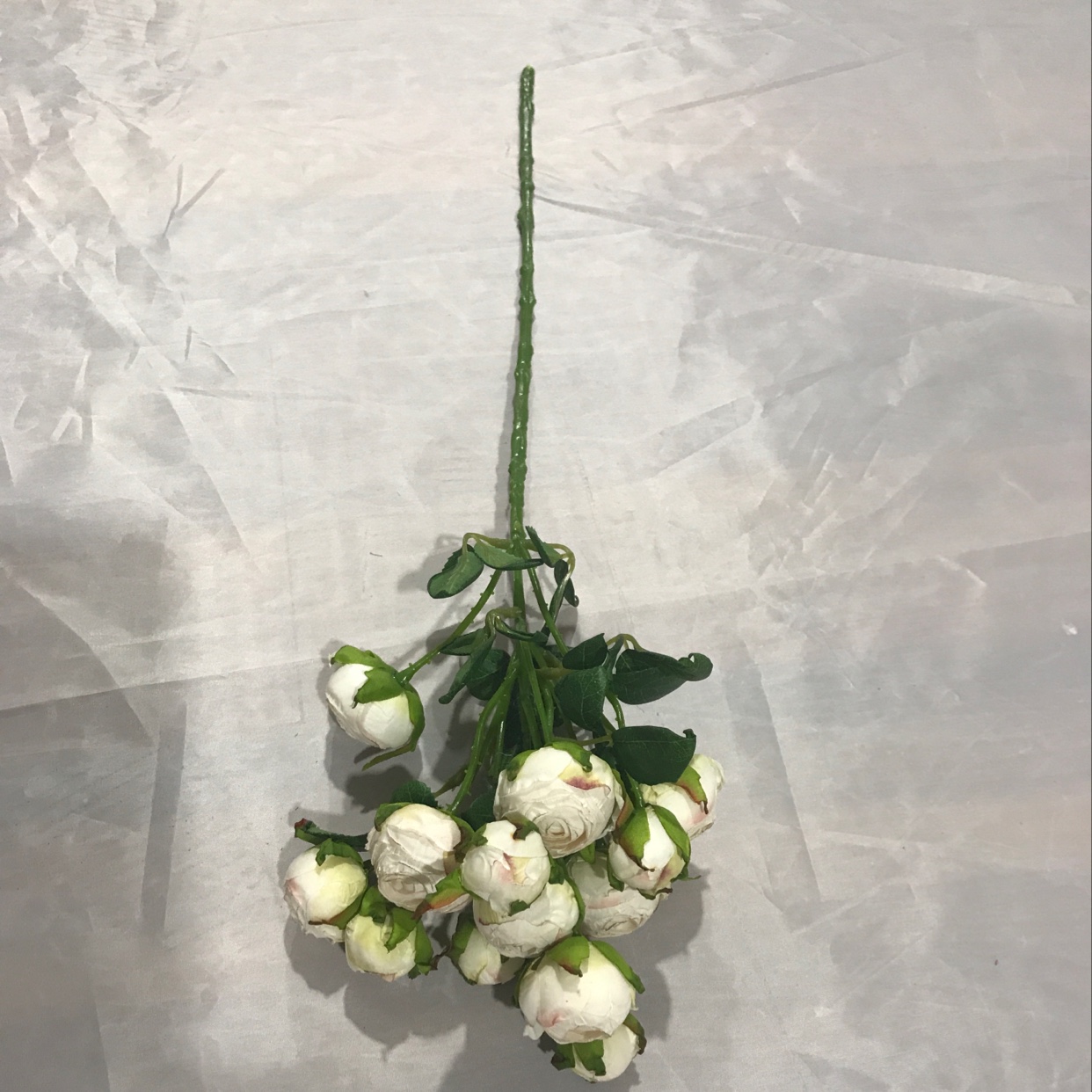 Thirteen single small roses