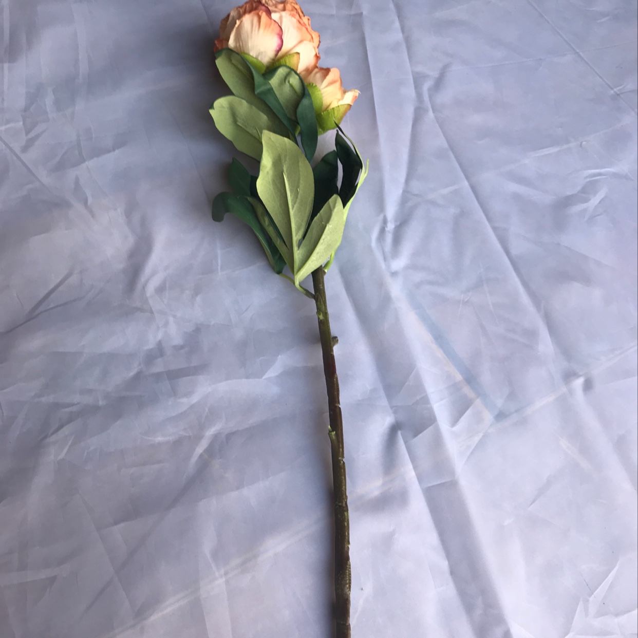 Two short-stemmed peonies details Picture