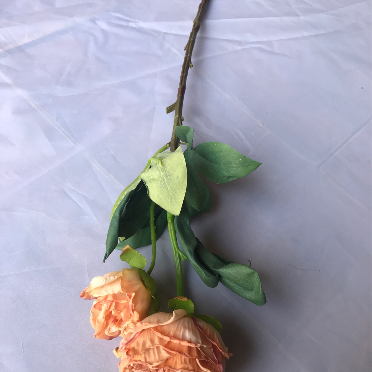 Two short-stemmed peonies