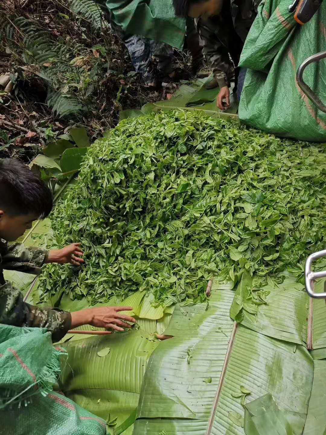 Simple packaging of Lao Jinchamba black tea 125g Item Picture