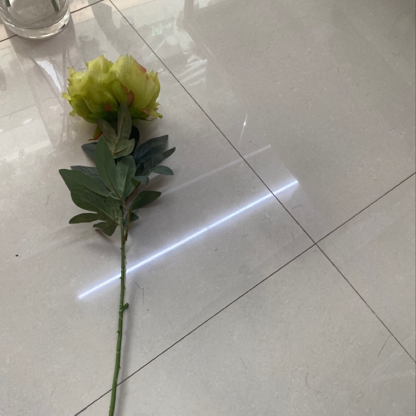 Peony single stem details Picture
