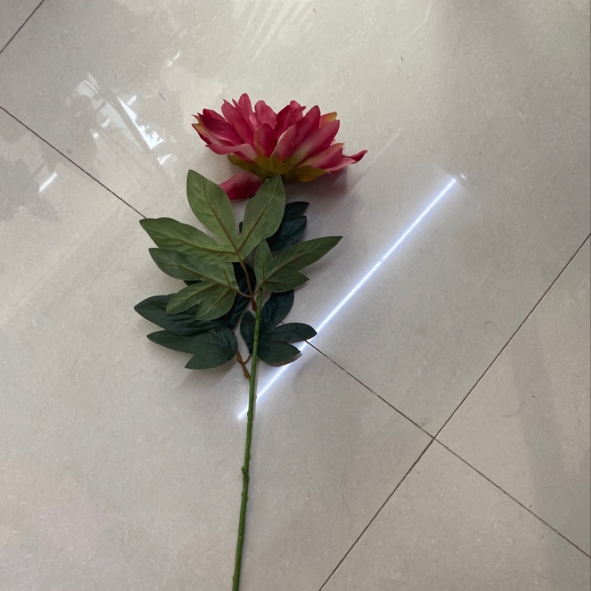 单支圆菊