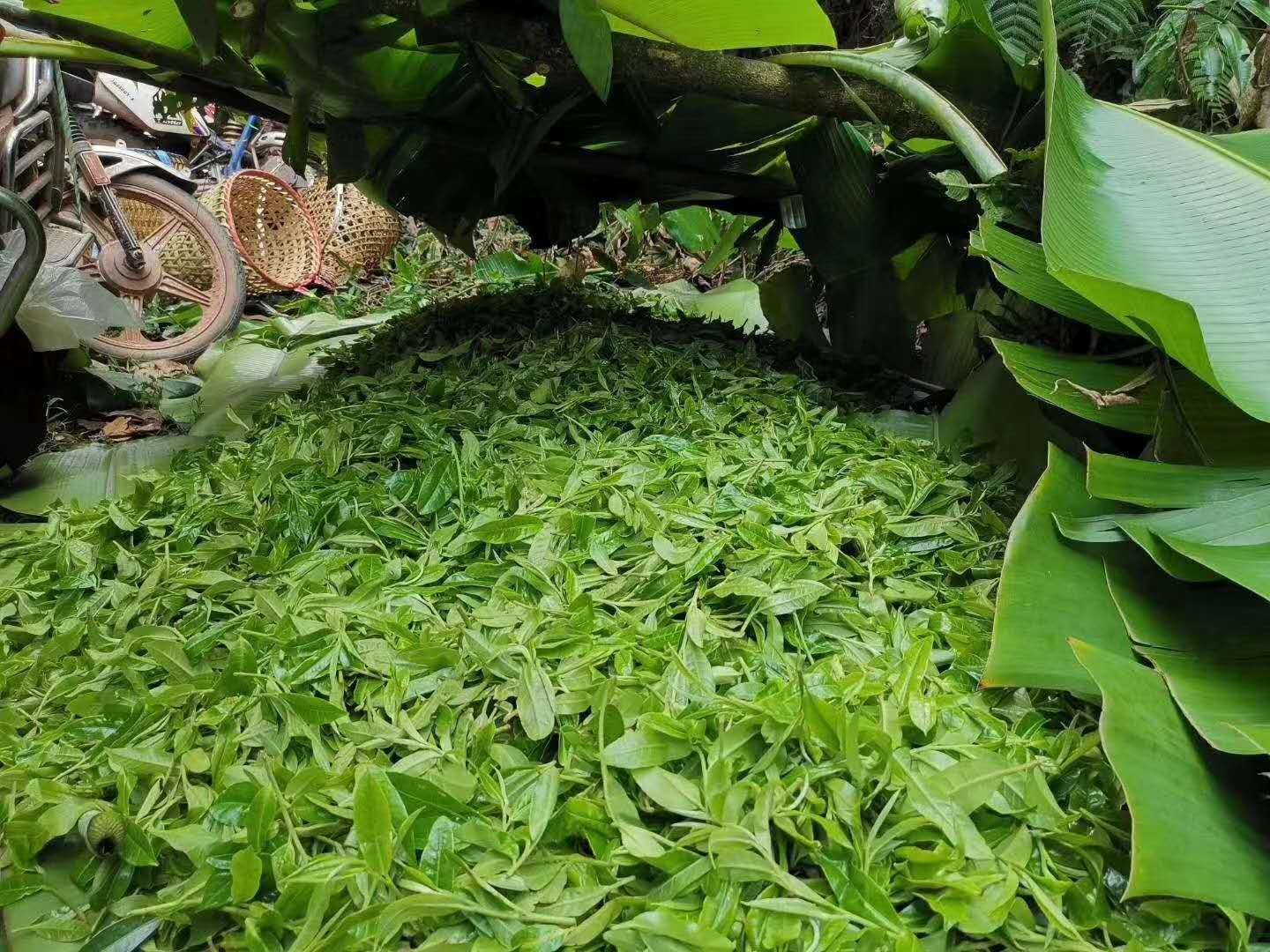 Simple packaging of Lao Jinchamba black tea 125g pic 3