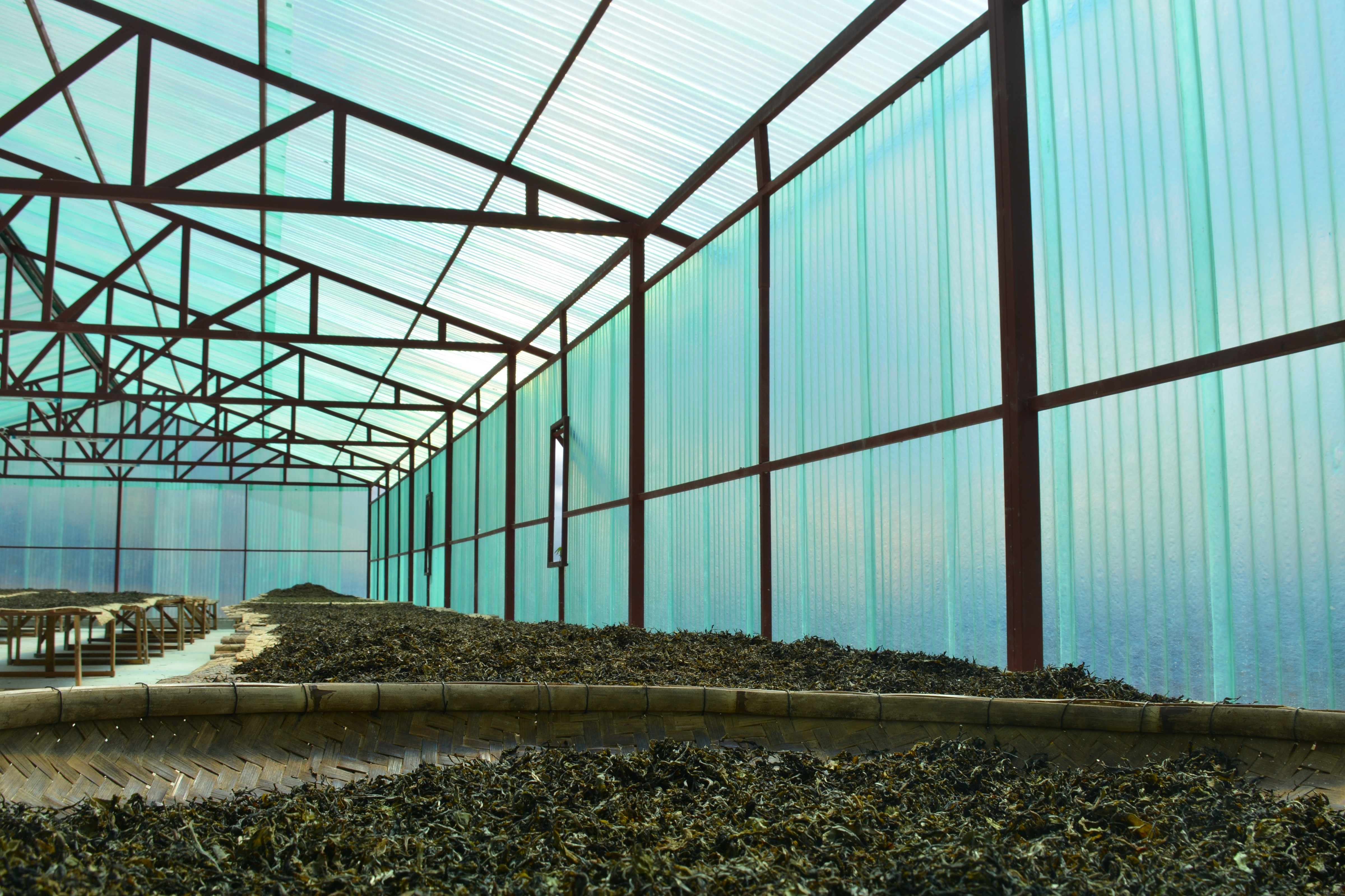 Simple packaging of Lao Jinchamba black tea 125g pic 4