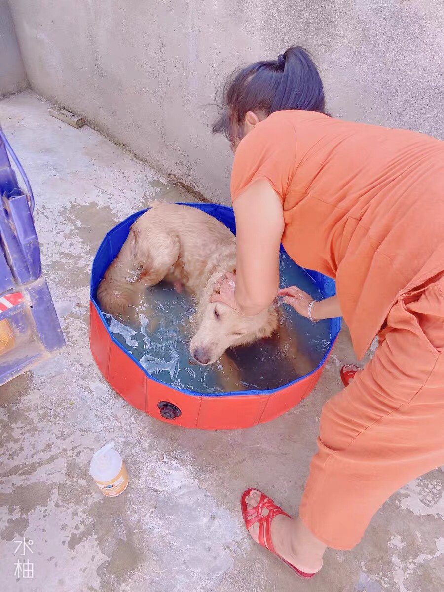 宠物水池狗狗游泳池猫咪沙盘洗澡盆泡菜水池详情图2