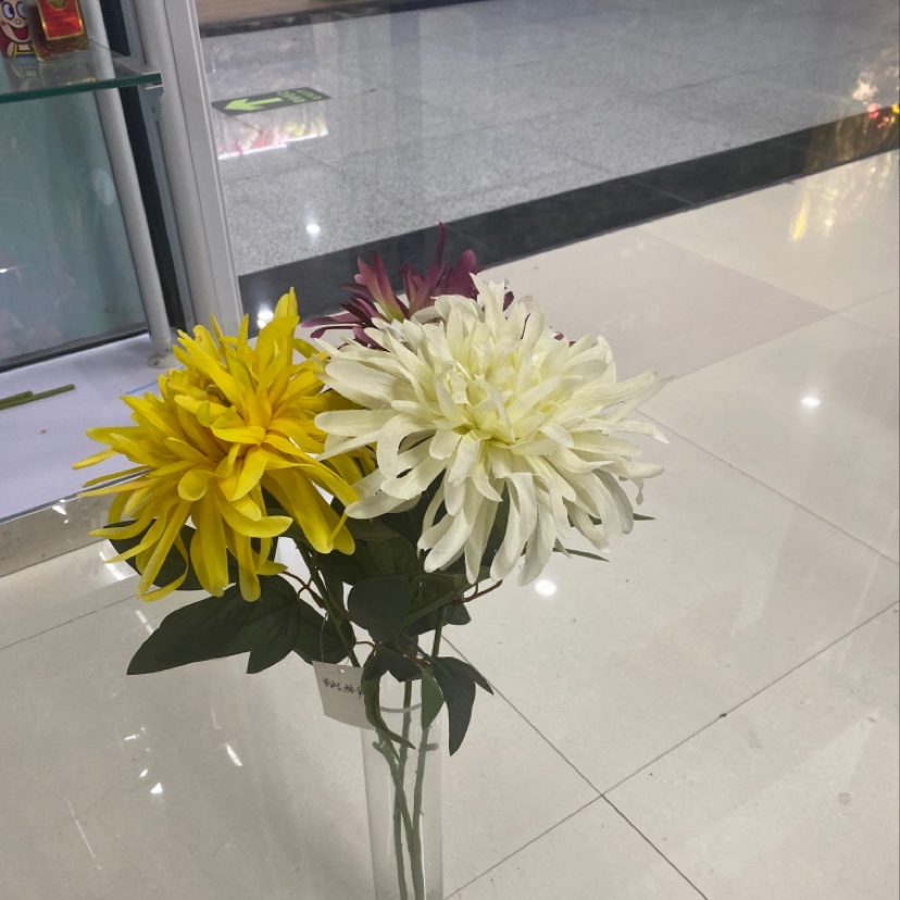 单支圣菊