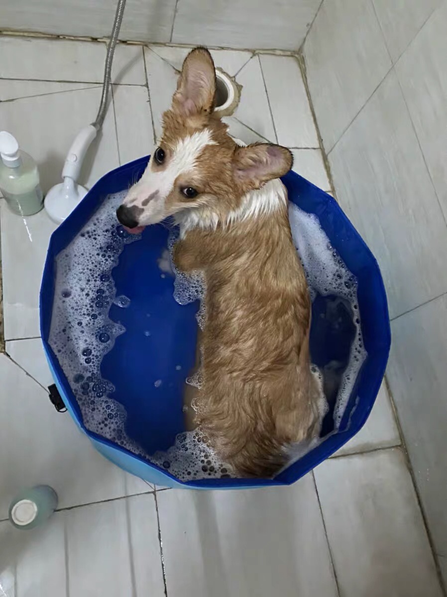 宠物水池狗狗游泳池猫咪沙盘洗澡盆泡菜水池