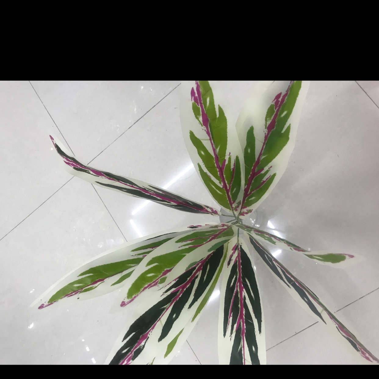 12头红心万年青