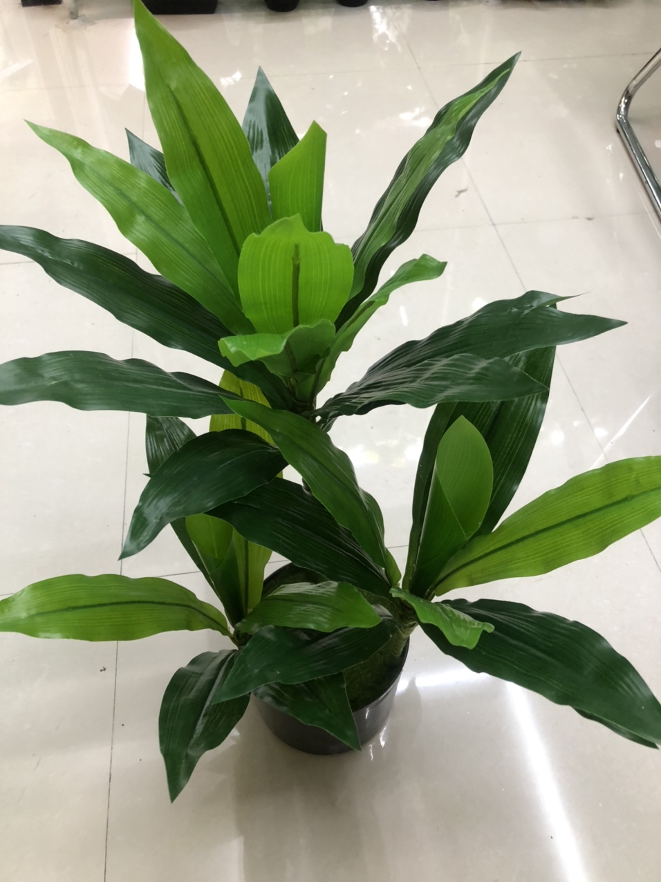 Three-pronged papaya leaves