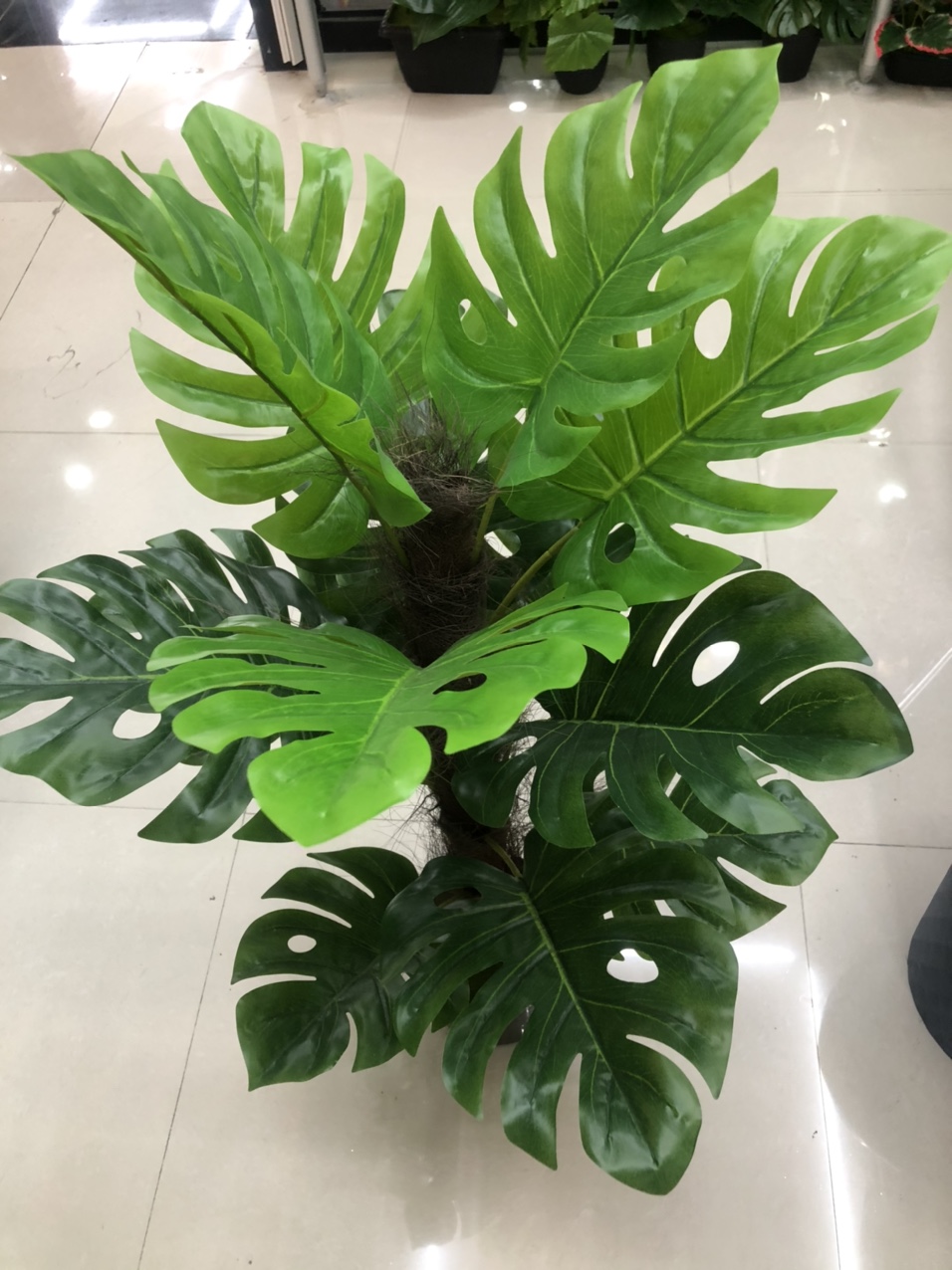 Turtle back leaf