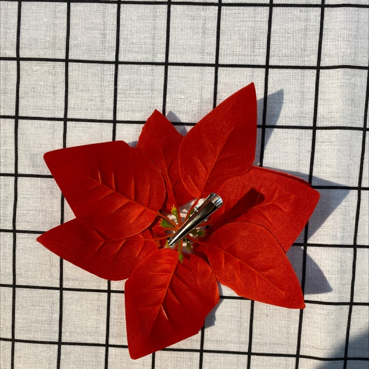 Poinsettia flowers details Picture