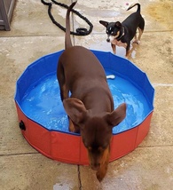 宠物水池狗狗游泳池120cm