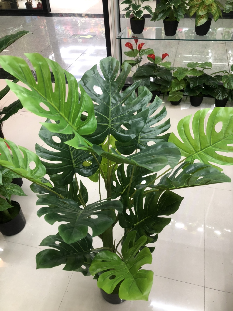 Large turtle-back leaves