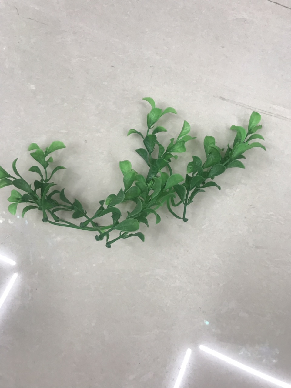 Aquatic plants
