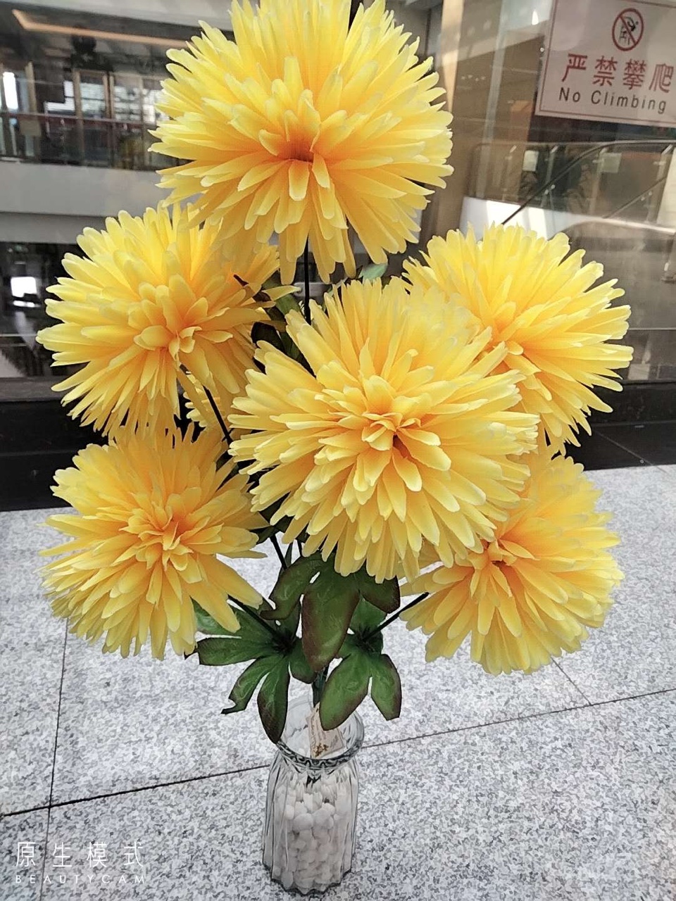 Seven medium-thick pine needle chrysanthemums