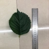 The leaf size of the film hydrangea is 24 details Picture