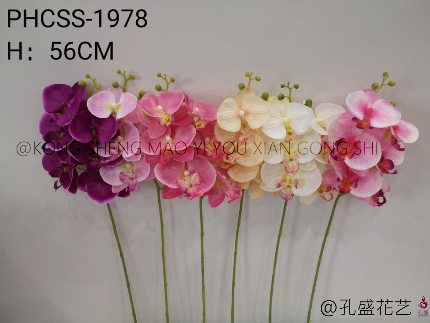 Five Phalaenopsis