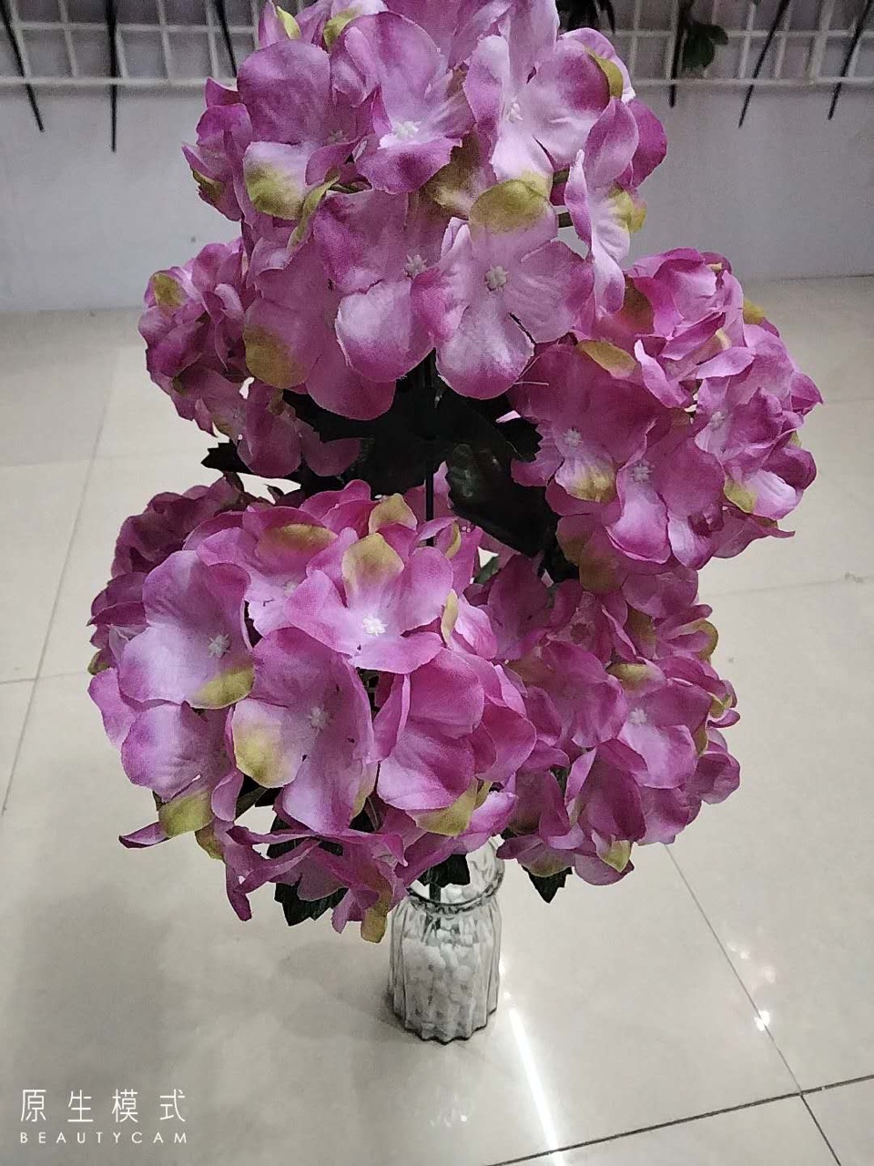 Five medium-thick hydrangeas