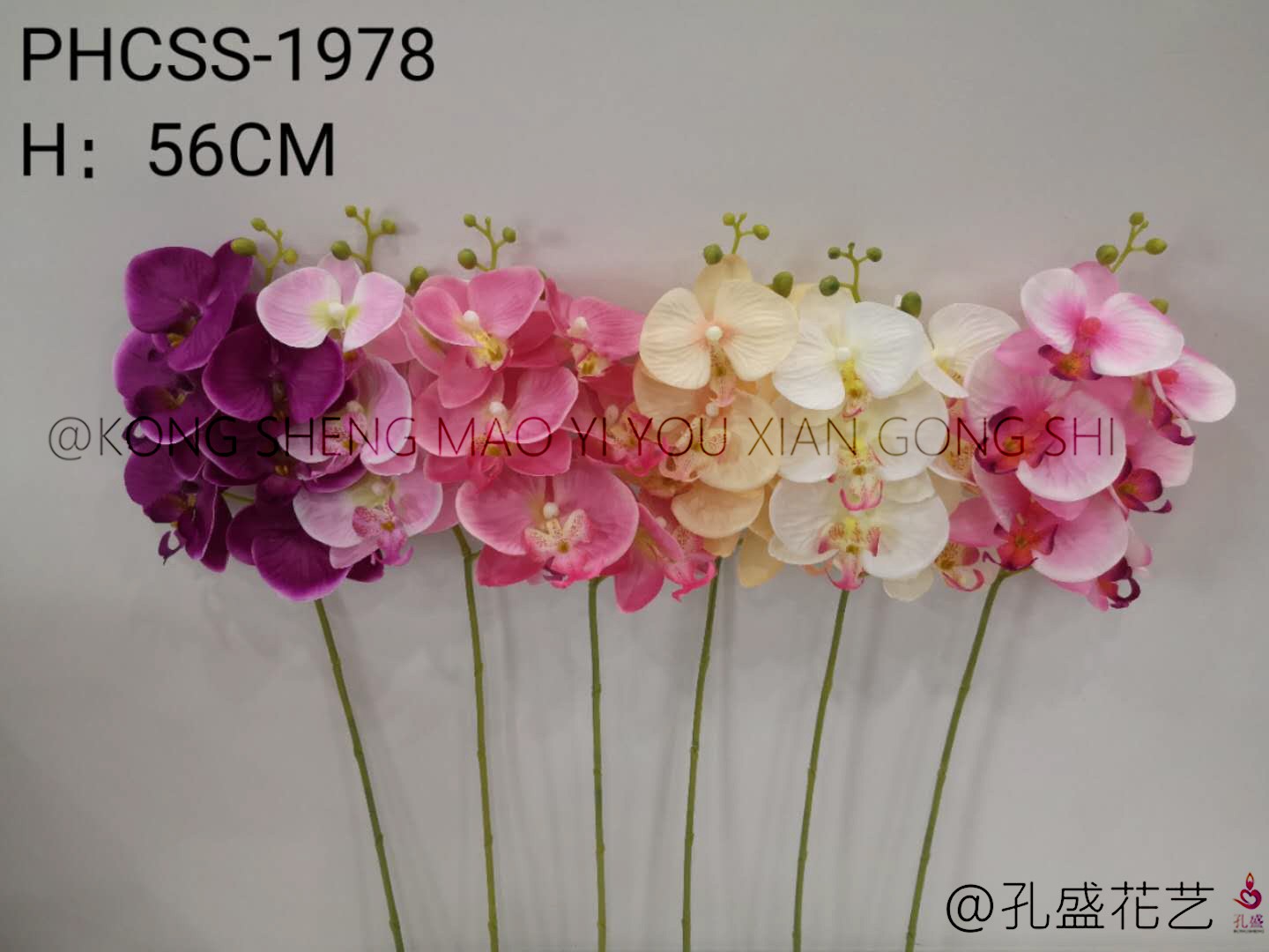 Five Phalaenopsis detail image 1