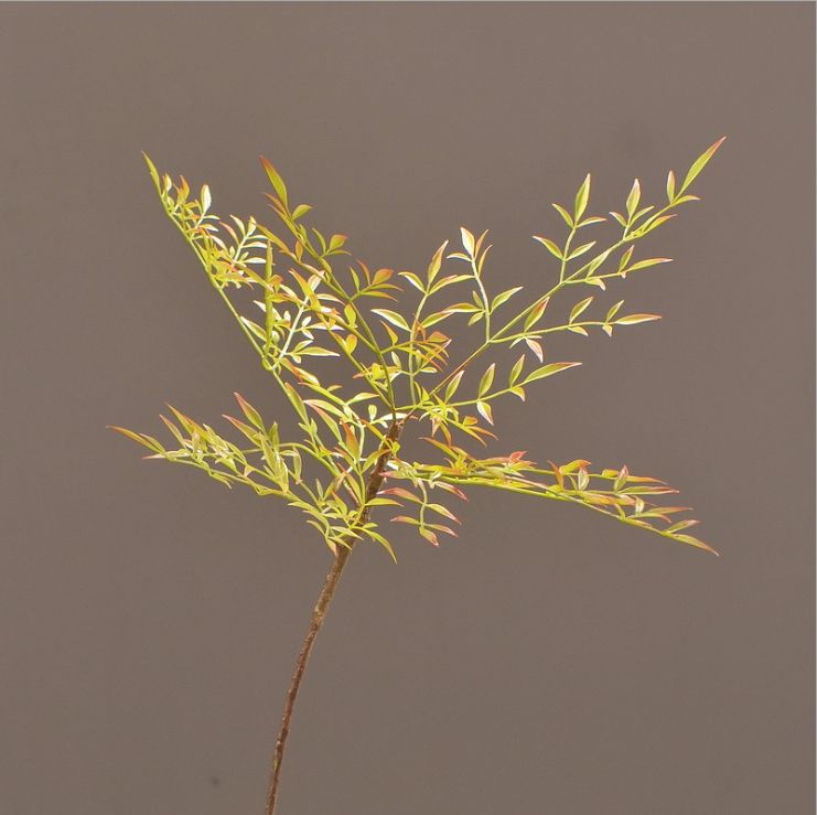 Lanjin Source Factory offers artificial plants, artificial leaves, flower arrangement materials, soft decorative items, artificial flowers, and artificial Nandina domestica Specification image