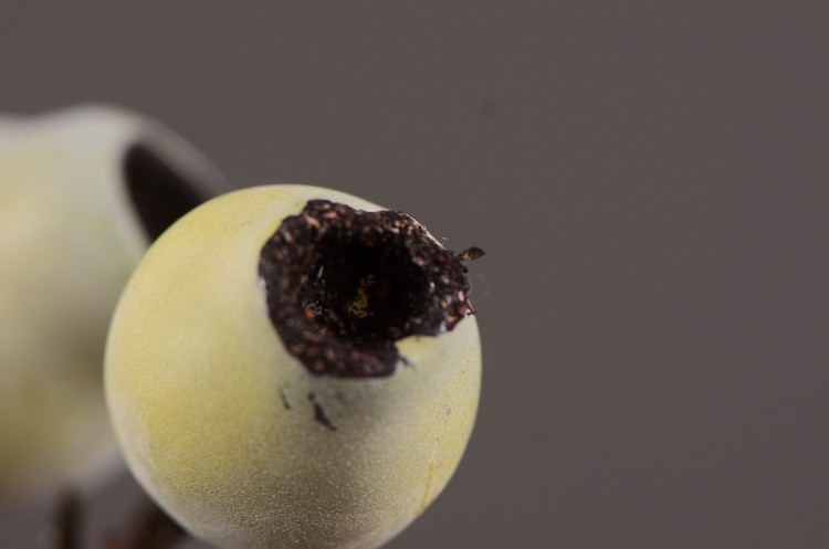 Lanjin Factory wholesales artificial eucalyptus fruit, artificial zombie fruit, artificial pipe fruit, artificial berry plants, creative artificial flowers for living room and dining table arrangements, and floral art ornaments pic 14