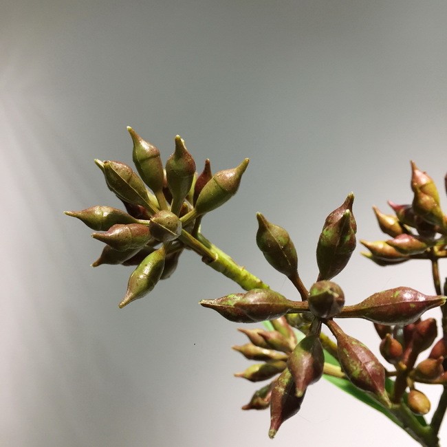 兰瑾 仿真花厂家直销批发高端仿真绿色植物DIY插花配材仿真桉树果详情图15