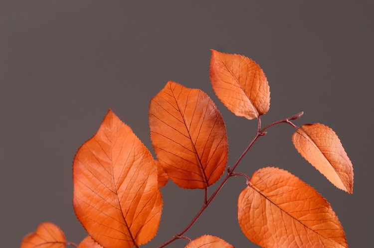 Lanjin Wholesale, best-selling products, factory direct sales, flower arrangement materials, artificial leaves, plants, artificial autumn colors, flowers and leaves, artificial home decoration detail image 8