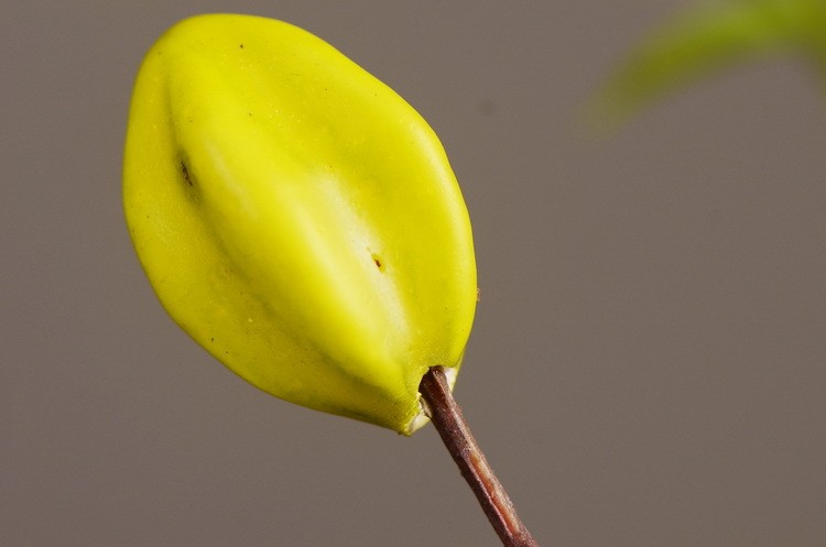 Lanjin Wholesale Artificial fruit Factory direct sales Home decoration artificial flowers, artificial star fruits, artificial small berries, artificial fruits and artificial flower art pic 15