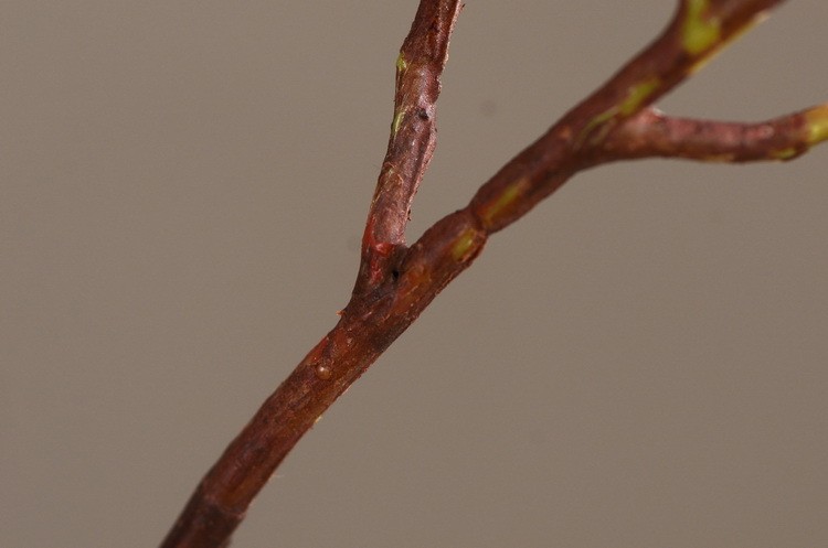 Lanjin Wholesale Artificial fruit Factory direct sales Home decoration artificial flowers, artificial star fruits, artificial small berries, artificial fruits and artificial flower art pic 14