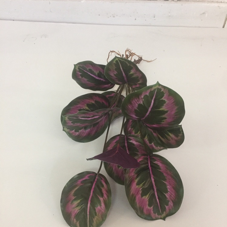 Simulation Green Plant Tropical Plant Simulation Flower New Green Plant Decoration Application Scenario