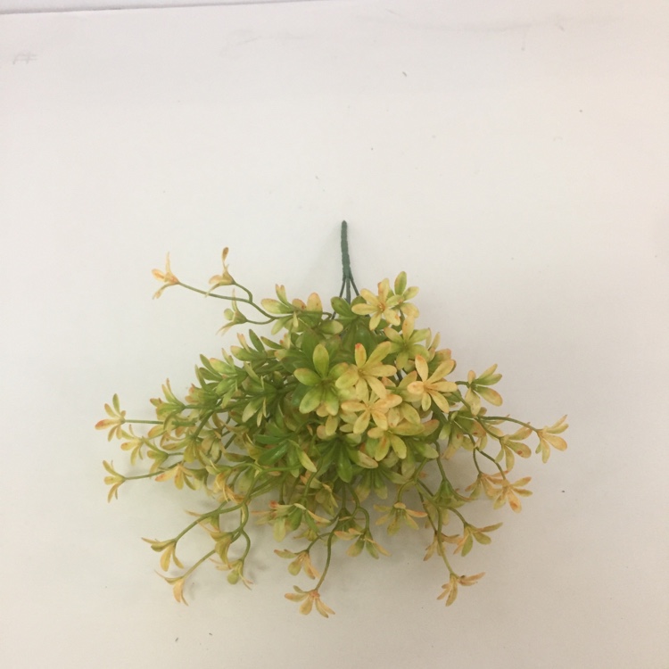 5 Head French Jasmine Flower Simulation Small Flower Fake Flower Placement Flowers Specification drawing